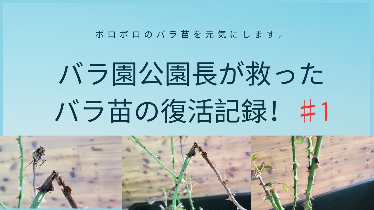 元バラ園公園長が救ったボロボロのバラ苗の復活記録! ♯1 - YouTube
