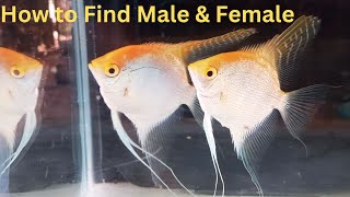 HOW TO TELL THE DIFFERENCE BETWEEN MALE AND FEMALE ANGEL FISH