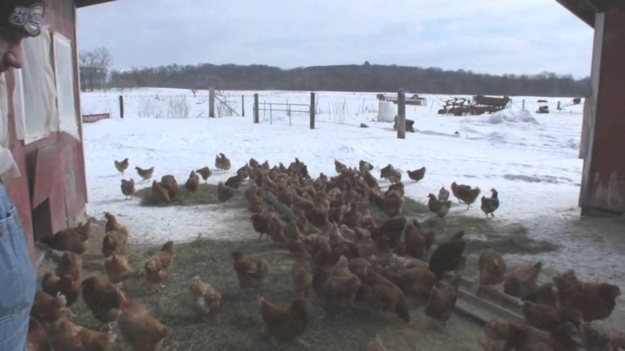 ternak ayam modern 