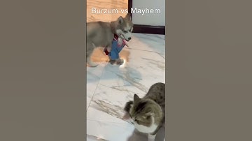 Burzυm Vs Mayhem (dog Vs cat parody)