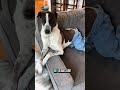 Rosie’s jeans have pockets for treats