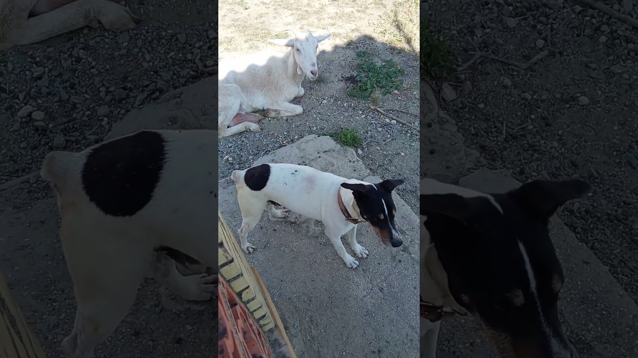 boquerón de romería avamono