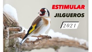 CANTO para ESTIMULAR JILGUEROS 2021//CHANT CHARDONNERET 2021//CARDUELIS CARDUELIS