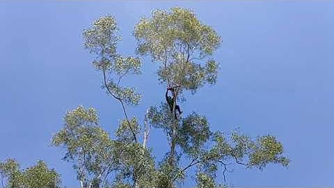 Cưa cây tràm bông vàng ,Cưa cây kỹ thuật siêu cao