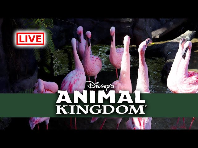 🔴LIVE: Disney's Animal Kingdom - Walt Disney World Live Stream 🦁🐵🦒