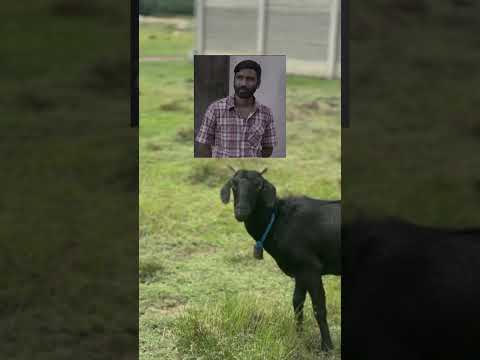 Puratasi Masam pavangal 🐓🐐#puratasispecial #puratasisaturday #tamilcomedy #funnyshort