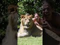 KODY ANTLE AND LION LOVE!