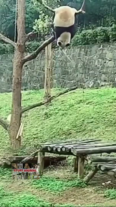 Kompilasi Panda jatuh dari batang pohon, Lucu Banget