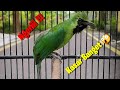 Audio Cucak Ijo Pajajaran Kapas Tembak Sambung Tengkek Speed Rapet Cocok Untuk Masteran Mp3 - Mp4 Download