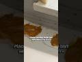 Homemade Sugar & Protein Ant Bait #antbait #diy #sugarantbait #proteinantbait