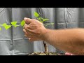 Late summer pruning of my American Elm. 18-Aug-2023