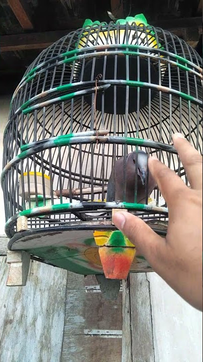 DERUK PUTER GENI JINAK GACOR MAEN TANGAN || PUTER LUMUT JINAK GACOR || PUTER HUTAN JINAK GACOR