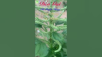 Dền Gai(Kê Huyết Đằng) - 10 Công Dụng Với Sức Khỏe #loisongxanh #thiennhientuoidep
