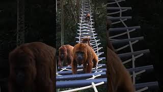 Howler monkeys crossing canopy bridge in South America.