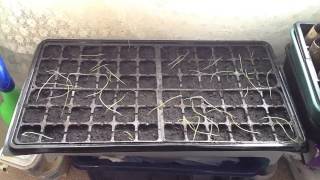 Sow Marigold & Carnation seeds - Allotment 2015 day 4