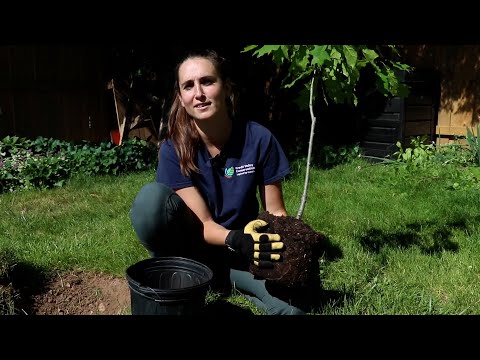 How to Plant a Tree