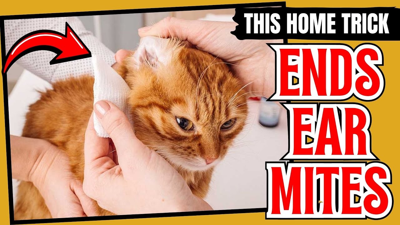 Как вылечить ушных клещей у кошек естественным и безопасным способом