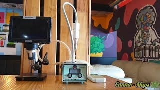 High Doctor Cannabis Social Club, Playa Flamenca, Orihuela Costa, Spain.