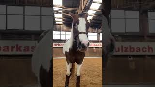 The whip + the horse part 2.   Das Pferd +die Peitsche Teil 2