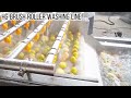 Brush roller apple fruit washing line potato washer machine