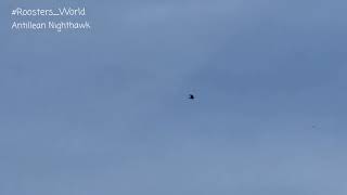 It Is Difficult To Video The Antillean Nighthawk Chordeiles Gundlachii