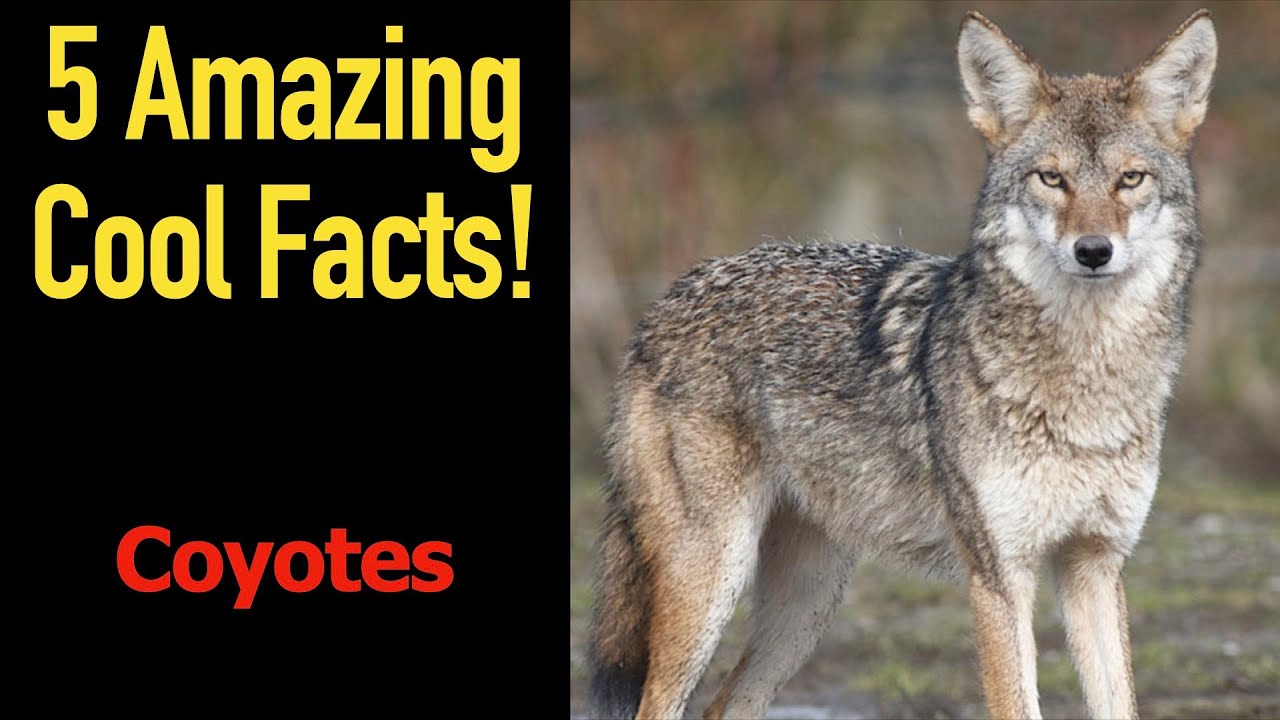 5 Fascinating Facts About Coyotes - YouTube