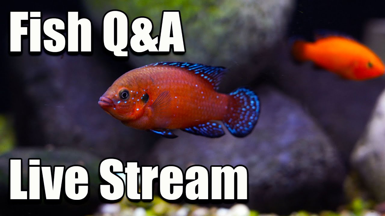 [LIVE] Fish Q&A - Bring Your Questions! - YouTube