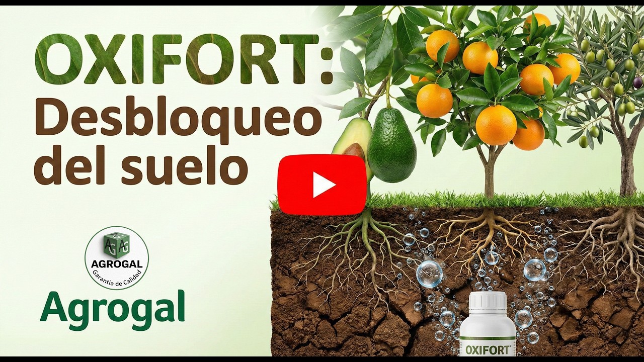 Oxifort y la regeneración de raíces