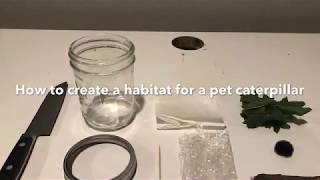 How to create a habitat for your pet caterpillar/beetle/etc.