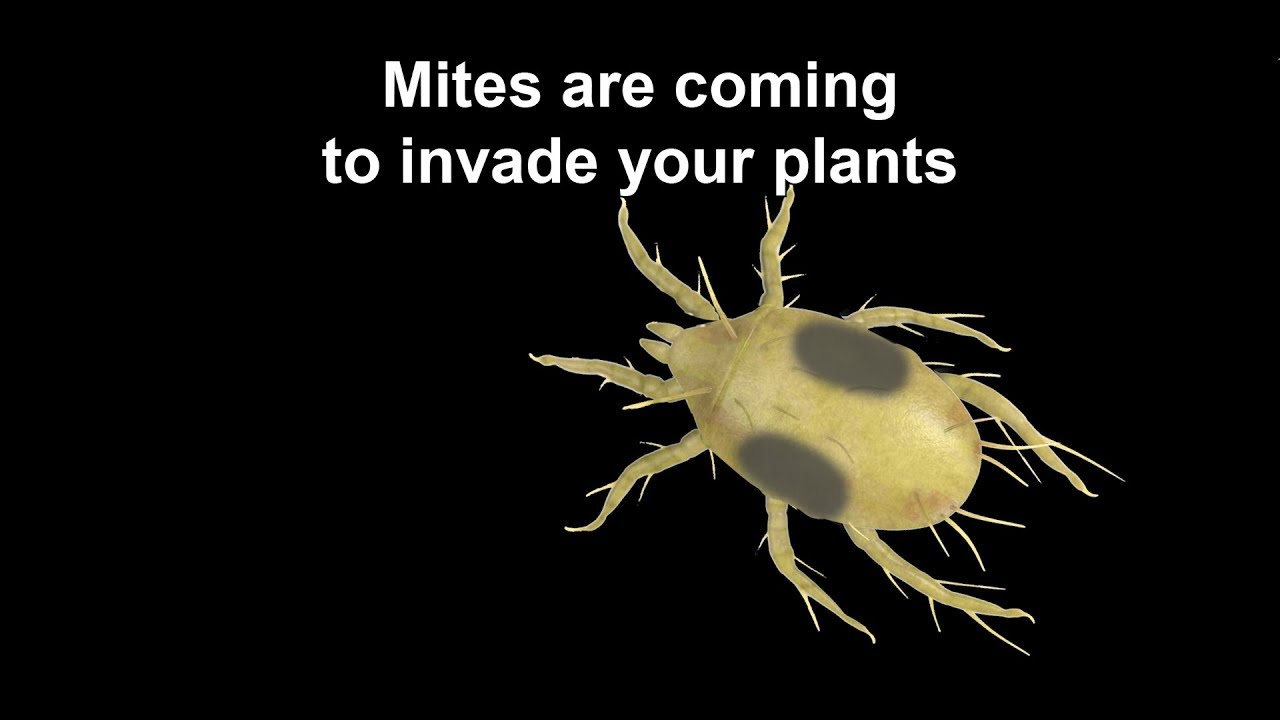 Spider Mites are Coming
