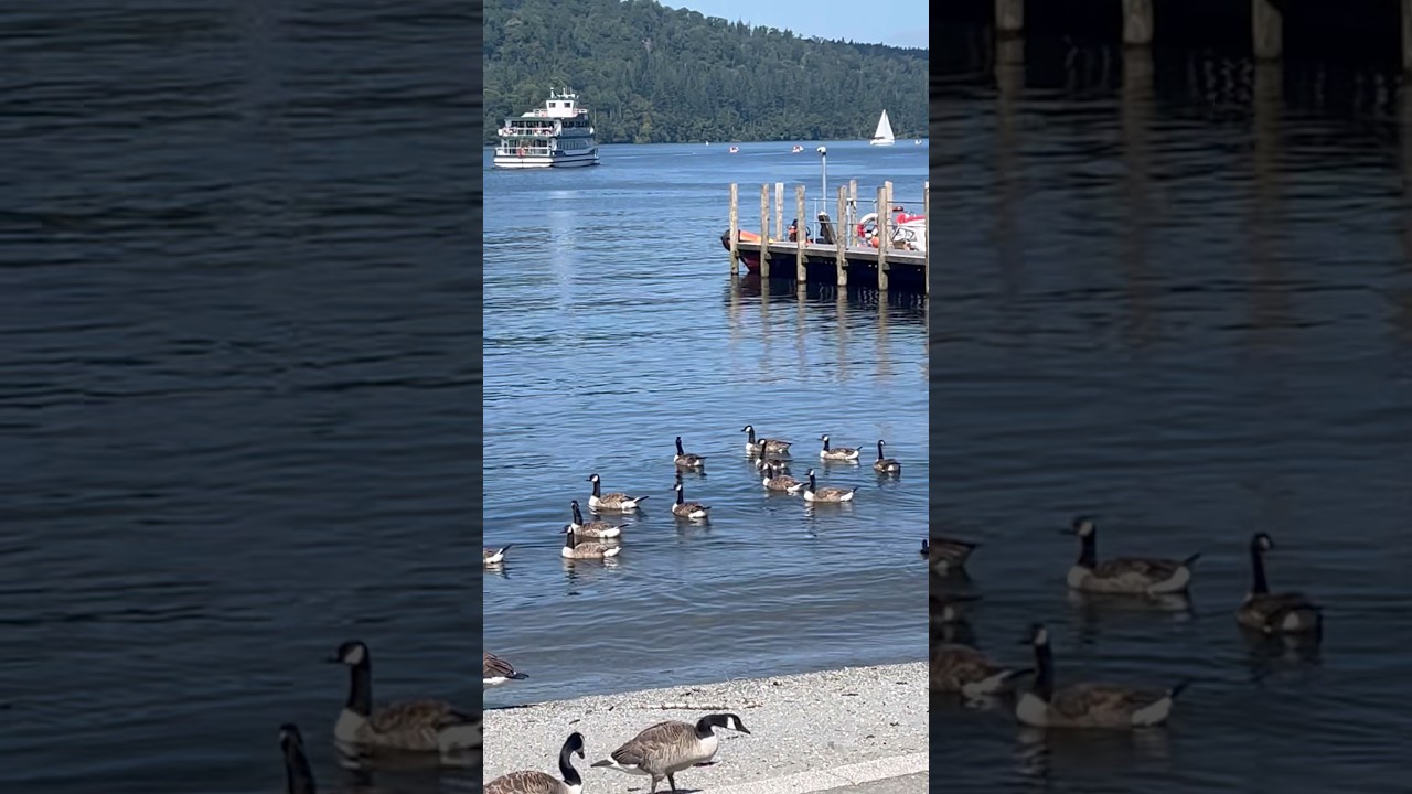 Ducks Drifting on Windermere's Serenity 🦢✨ 