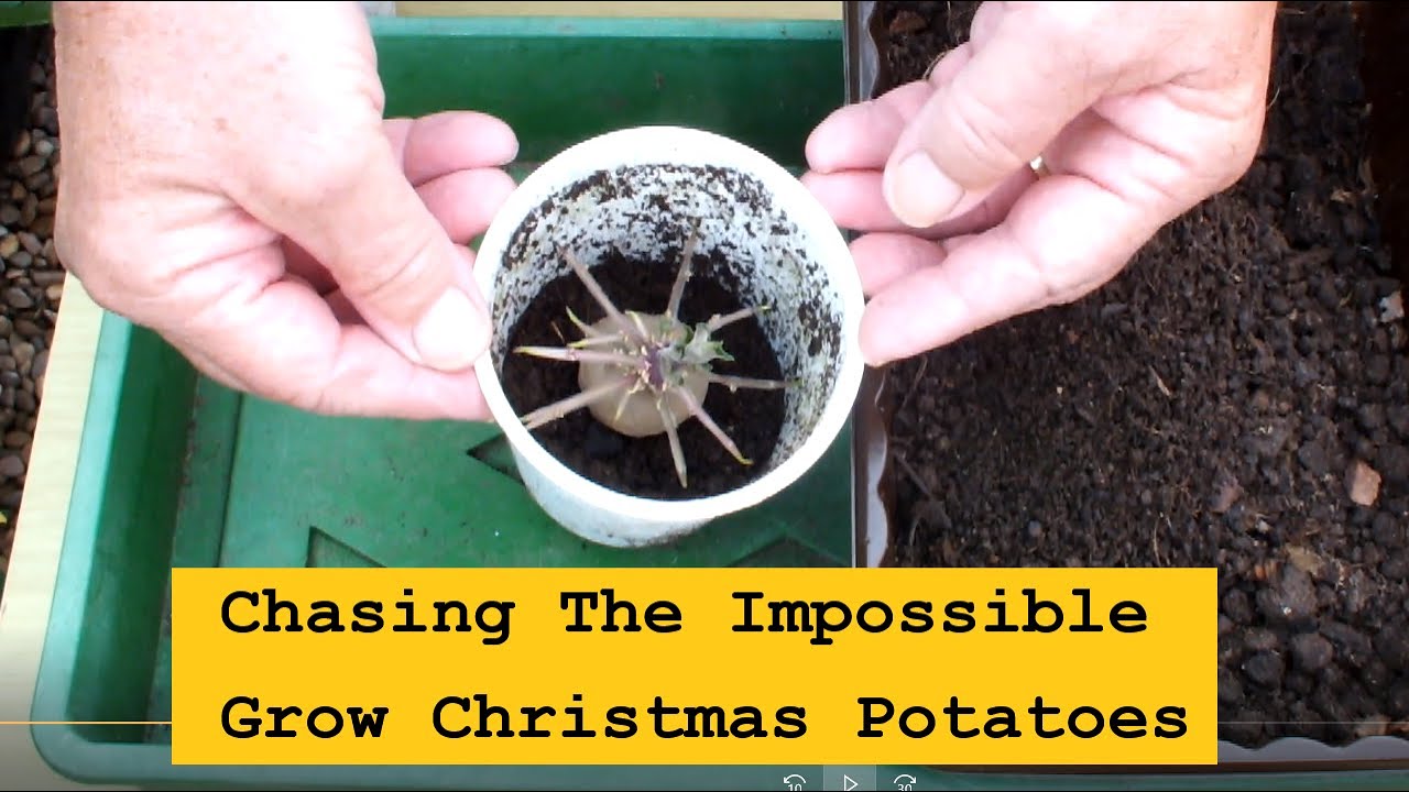 Let's try the impossible Grow Potatoes for Christmas YouTube