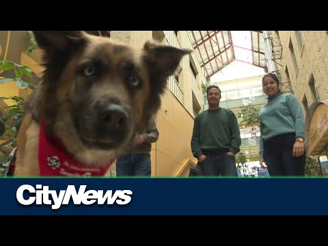 Video: Therapy Dogs: hoe ze een helpende poot bieden