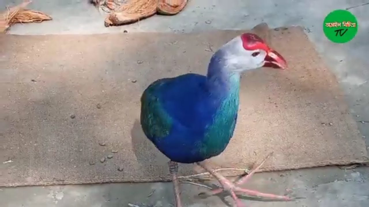 তাড়াইলে কালিম পাখির চাষ করে অর্থ উপার্জন করছে আক্কাছ মিয়া | তাড়াইল বিচিত্রা | TARAIL BICHITRA TV.