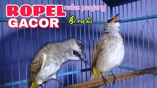 Download Lagu Masteran burung trucukan gacor ropel panjang terbaik MP3