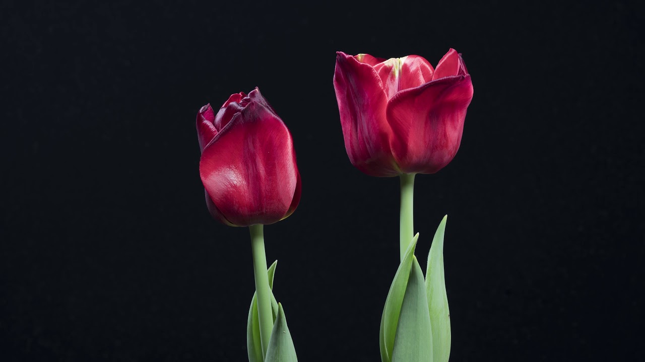 timelapse tulips - YouTube