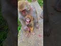 Mom steals babys food baby monkey eat grape  dzistic