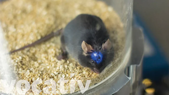 Scientists Can Control Mice Brains Wirelessly