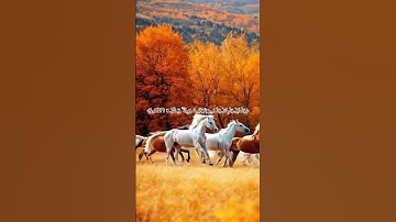 ابداع الشيخ خالد الجليل في تلاوة خاشعة للقرآن الكريم #قرآن #quran #قران_كريم #خالد_الجليل #اكسبلور