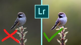 LIGHTROOM - TOP TIPS AND TRICKS IN EDITING BIRD PHOTOS. Get great results fast! screenshot 1