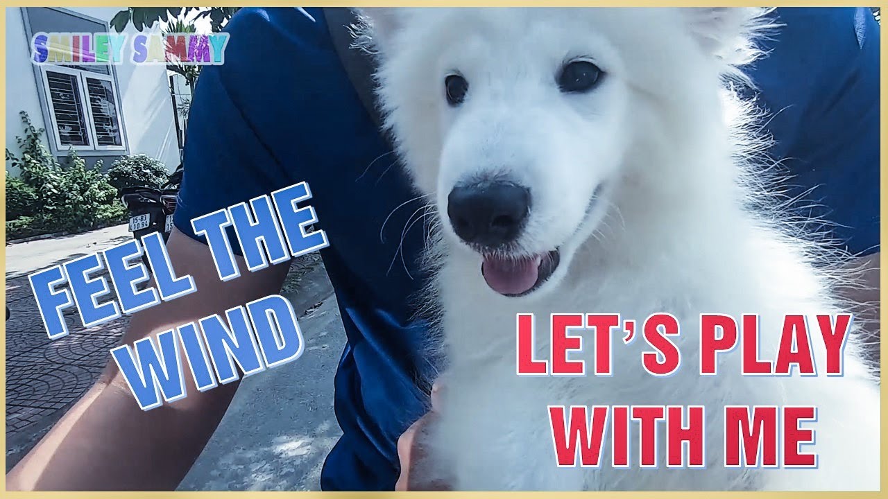 Let's Play with Sammy - The Cutest Samoyed Dog Ever