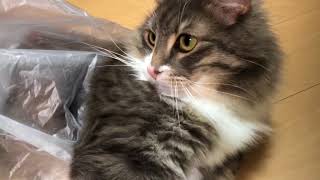 袋を付けたまま動く猫 ノルウェージャンフォレストキャットcat wears a plastic bag.Norwegian Forest Cat.