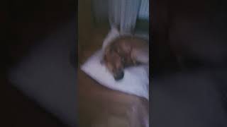 #cutedoggy #amstaf #mongrel