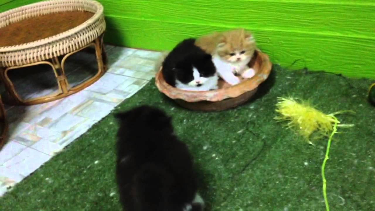 Cat play YouTube