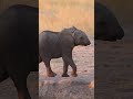 This Baby Elephant Was Born Without A TRUNK! 🐘😲