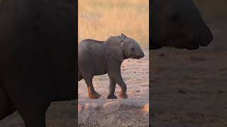 This Baby Elephant Was Born Without A Trunk! 🐘😲