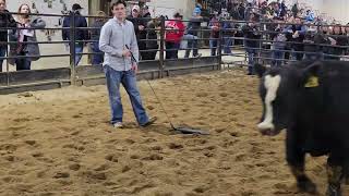 BHE 2023 Performance Simmental Bulls Online Livestock Judging Class 3 Performance Simmental Bulls