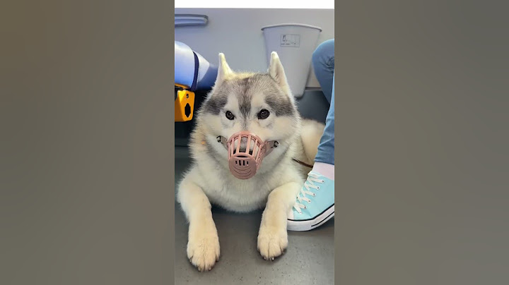 Entriamo in un ACQUARIO DIGITALE😱🌊🐳😧 #cane #cani #dog #husky #vlog