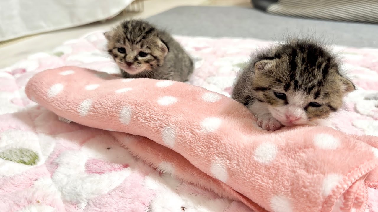 耳をピコピコさせながら睡魔と戦う赤ちゃん猫。まだまだ甘え足りなかっ