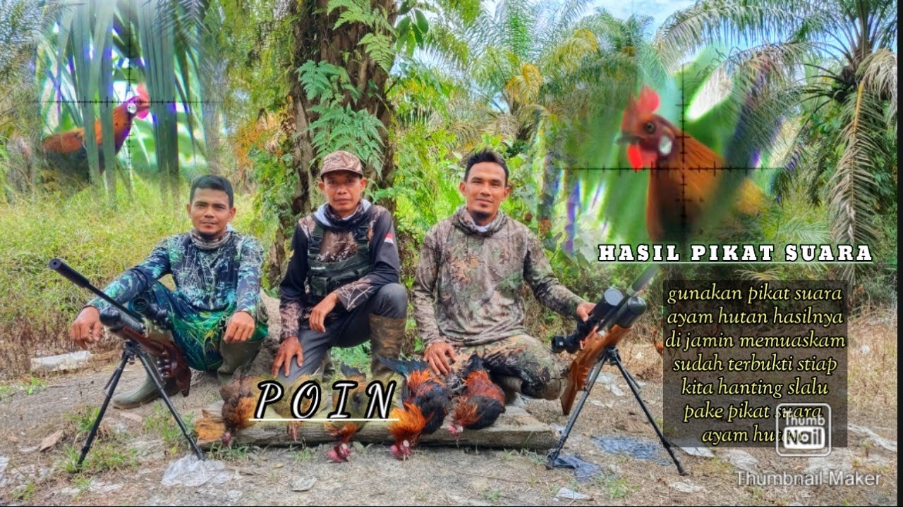 BERBURU AYAM HUTAN SUMATRA,dengan pikat MP3 terbukti ampuh